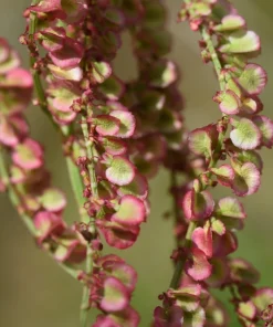 Large Leaf Sorrel Seeds – 200 Count – Rumex Acetosa – Garden Herb – Outdoor - Image 6