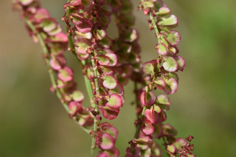 Large Leaf Sorrel Seeds – 200 Count – Rumex Acetosa – Garden Herb – Outdoor - Image 6