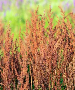 Large Leaf Sorrel Seeds – 200 Count – Rumex Acetosa – Garden Herb – Outdoor - Image 7