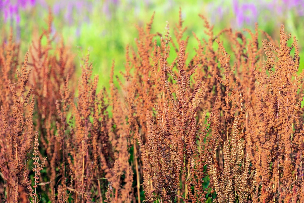 Large Leaf Sorrel Seeds – 200 Count – Rumex Acetosa – Garden Herb – Outdoor - Image 7