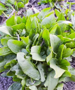 Large Leaf Sorrel Seeds – 200 Count – Rumex Acetosa – Garden Herb – Outdoor - Image 8