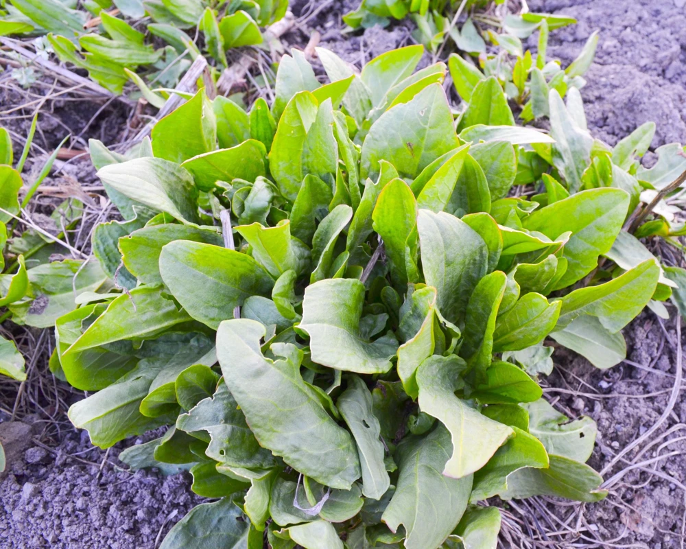 Large Leaf Sorrel Seeds – 200 Count – Rumex Acetosa – Garden Herb – Outdoor - Image 8
