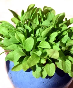 Large Leaf Sorrel Seeds – 200 Count – Rumex Acetosa – Garden Herb – Outdoor - Image 9