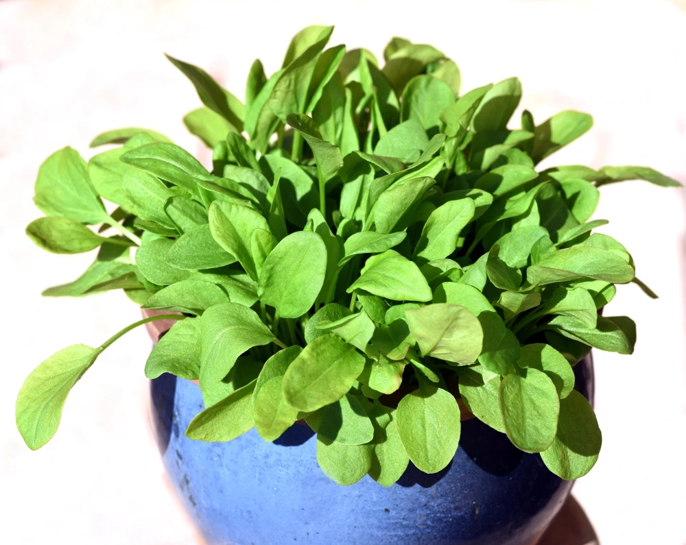 Large Leaf Sorrel Seeds – 200 Count – Rumex Acetosa – Garden Herb – Outdoor - Image 9