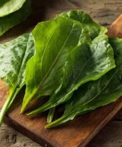 Large Leaf Sorrel Seeds - 200 Heirloom Herb Seeds for Tangy Greens - Image 2