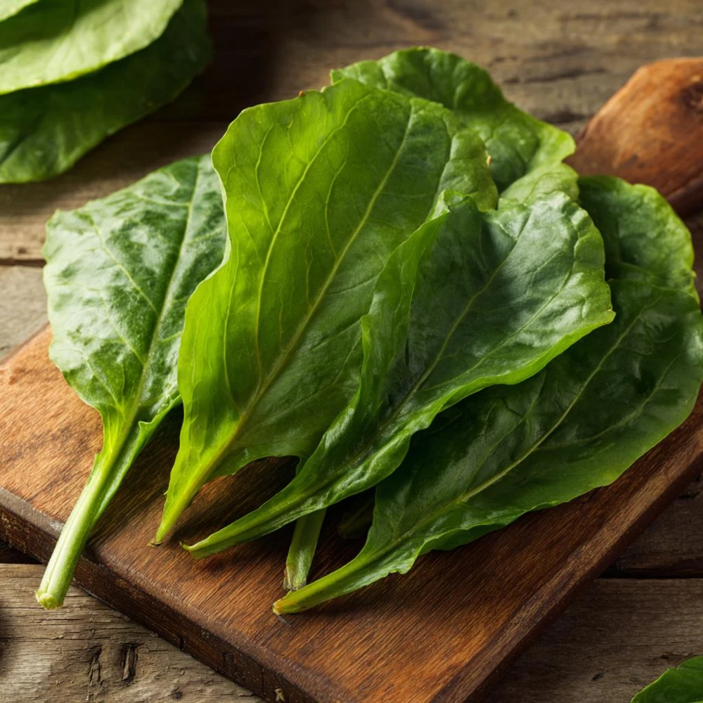 Large Leaf Sorrel Seeds - 200 Heirloom Herb Seeds for Tangy Greens - Image 2
