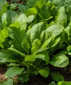 Large Leaf Sorrel Seeds - 200 Heirloom Herb Seeds for Tangy Greens - Image 3