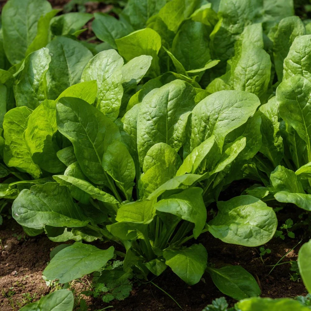 Large Leaf Sorrel Seeds - 200 Heirloom Herb Seeds for Tangy Greens - Image 3