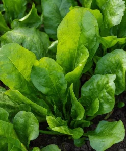 Large Leaf Sorrel Seeds - 200 Heirloom Herb Seeds for Tangy Greens - Image 6