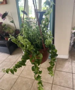 Large Lipstick Plant Live Hanging Basket - Aeschynanthus Flowering Houseplant, 9 Inch Basket - Image 2
