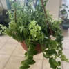 Large Lipstick Plant Live Hanging Basket - Aeschynanthus Flowering Houseplant, 9 Inch Basket - Image 1