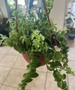 Large Lipstick Plant Live Hanging Basket - Aeschynanthus Flowering Houseplant, 9 Inch Basket - Image 1