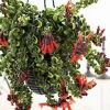 Large Lipstick Plant Live with Pot, Aeschynanthus Hanging Houseplant, Indoor & Outdoor - Image 1