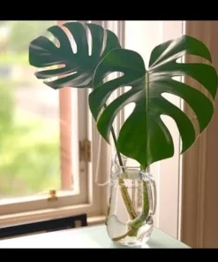 Large Monstera Deliciosa Cutting with Roots - Swiss Cheese Plant Live Plant Starter - Image 2