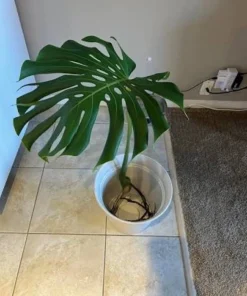 Large Monstera Deliciosa Cutting with Roots - Swiss Cheese Plant Live Plant Starter - Image 1