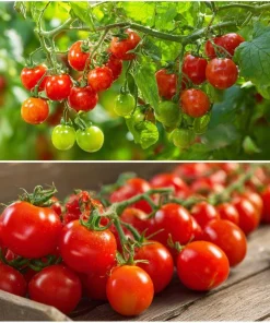 Large Red Cherry Tomato Seeds - 50 Count Heirloom, High-Yield, Indeterminate - Image 2