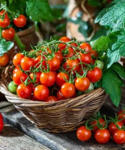 Large Red Cherry Tomato Seeds - 50 Count Heirloom, High-Yield, Indeterminate - Image 3