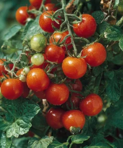 Large Red Cherry Tomato Seeds - 50 Count Heirloom, High-Yield, Indeterminate - Image 4
