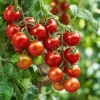 Large Red Cherry Tomato Seeds - 50 Count Heirloom, High-Yield, Indeterminate - Image 1