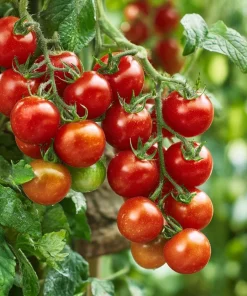 Large Red Cherry Tomato Seeds - 50 Count Heirloom, High-Yield, Indeterminate - Image 1