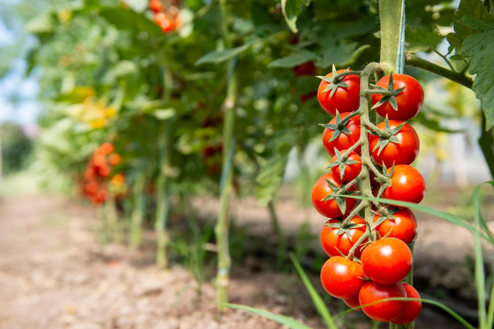 Large Red Cherry Tomato Seeds - Sweet & Juicy Fruit, 300 Seeds - Image 2