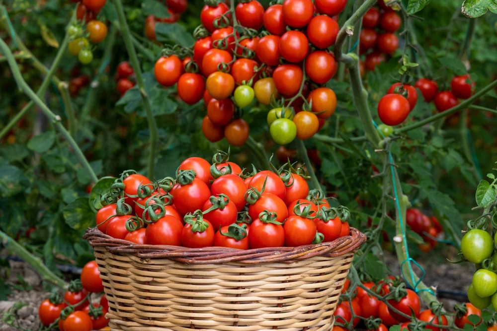 Large Red Cherry Tomato Seeds - Sweet & Juicy Fruit, 300 Seeds - Image 3