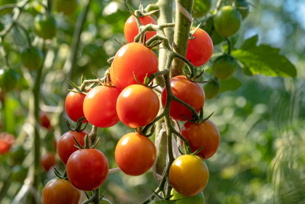 Large Red Cherry Tomato Seeds - Sweet & Juicy Fruit, 300 Seeds - Image 1