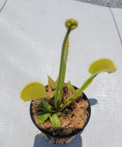 Large 'Towering Giant' Venus Flytrap Live Plant - Indoor & Outdoor - Image 2