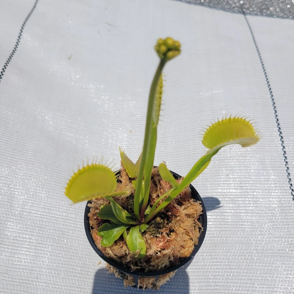 Large 'Towering Giant' Venus Flytrap Live Plant - Indoor & Outdoor - Image 2