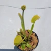 Large 'Towering Giant' Venus Flytrap Live Plant - Indoor & Outdoor - Image 1