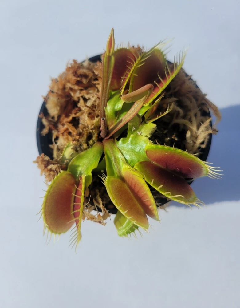 Large Venus Flytrap Live Plant – 3 inch pot – Indoor & Outdoor Carnivorous Plant - Image 1