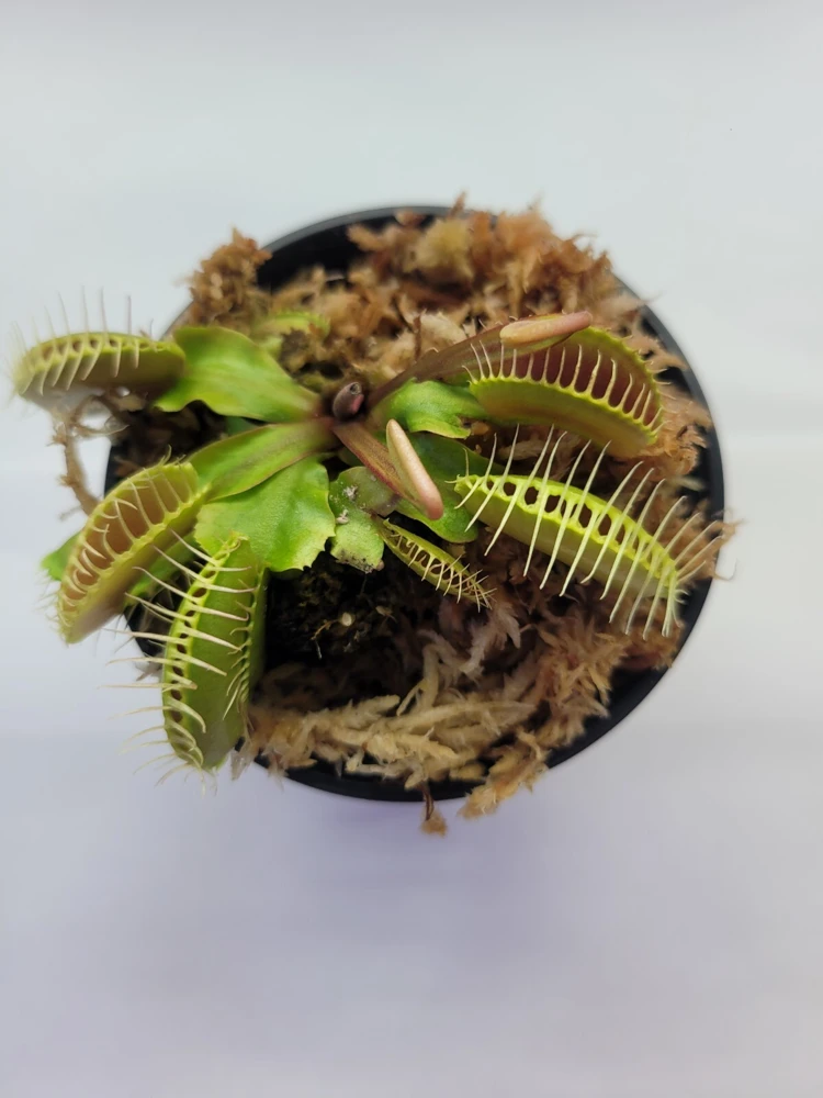 Large Venus Flytrap Live Plant – 3 inch pot – Indoor & Outdoor Carnivorous Plant - Image 2