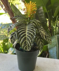 Large Zebra Plant Live - Aphelandra squarrosa Tropical Indoor Houseplant - Image 2