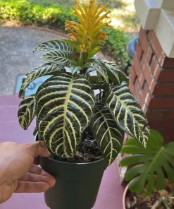 Large Zebra Plant Live - Aphelandra squarrosa Tropical Indoor Houseplant - Image 3