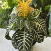 Large Zebra Plant Live - Aphelandra squarrosa Tropical Indoor Houseplant - Image 1