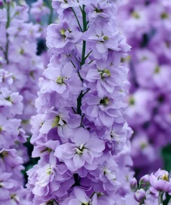 Lavender Blue Stock Flower Seeds - 50 Edible, Fragrant Matthiola incana Seeds - Image 2
