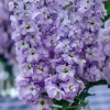 Lavender Blue Stock Flower Seeds - 50 Edible, Fragrant Matthiola incana Seeds - Image 1