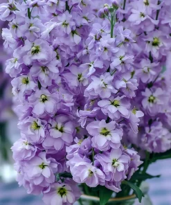 Lavender Blue Stock Flower Seeds - 50 Edible, Fragrant Matthiola incana Seeds - Image 1