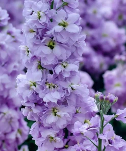 Lavender Blue Stock Flower Seeds - 50 Edible, Fragrant Matthiola incana Seeds - Image 3