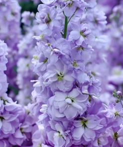 Lavender Blue Stock Flower Seeds - 50 Edible, Fragrant Matthiola incana Seeds - Image 4