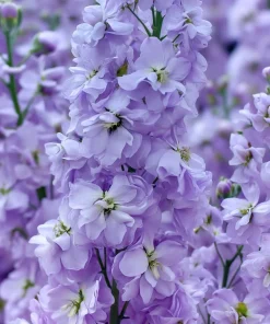 Lavender Blue Stock Flower Seeds - 50 Edible, Fragrant Matthiola incana Seeds - Image 5