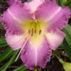 Lavender Blush Daylily Bulbs - 2 Reblooming Perennial Flower Bare Root Plants - Image 1