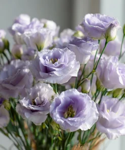 Lavender Lisianthus Seeds - Pale Lavender Eustoma Grandiflorum - 25 Seeds - Image 1