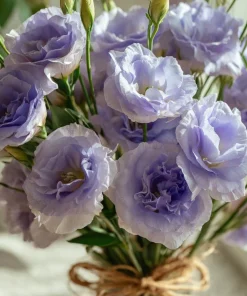 Lavender Lisianthus Seeds - Pale Lavender Eustoma Grandiflorum - 25 Seeds - Image 2