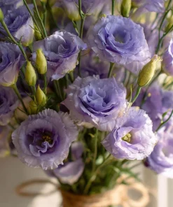 Lavender Lisianthus Seeds - Pale Lavender Eustoma Grandiflorum - 25 Seeds - Image 3