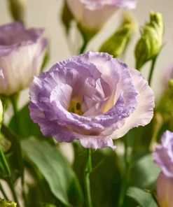 Lavender Lisianthus Seeds - Pale Lavender Eustoma Grandiflorum - 25 Seeds - Image 4