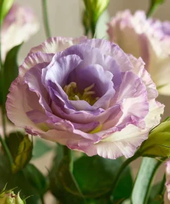 Lavender Lisianthus Seeds - Pale Lavender Eustoma Grandiflorum - 25 Seeds - Image 5