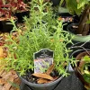 Lavender Live Plant - Fragrant Culinary Herb Perennial Garden Plant Potted - Image 1