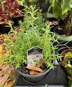 Lavender Live Plant – Potted for Home & Garden – Aromatic Herb - Image 1