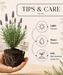 Lavender Plants Live – Set of 4 Blue Purple Lavender Herb Starter Plants 4-6 Inches Tall - Image 3